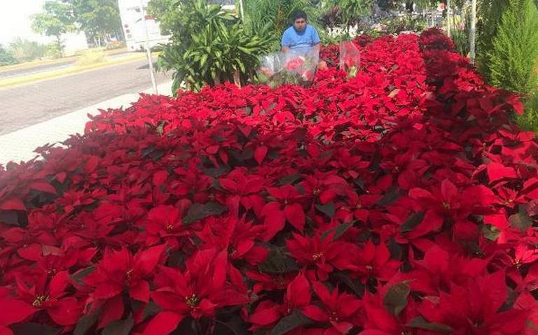 Llega la flor de Nochebuena a Mazatlán - El Sol de Mazatlán | Noticias  Locales, Policiacas, sobre México, Sinaloa y el Mundo