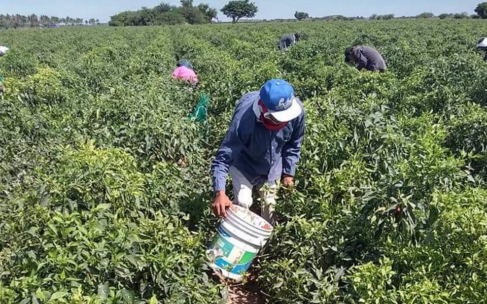 Producción de hortalizas en Escuinapa está en la recta final - El Sol de  Mazatlán | Noticias Locales, Policiacas, sobre México, Sinaloa y el Mundo