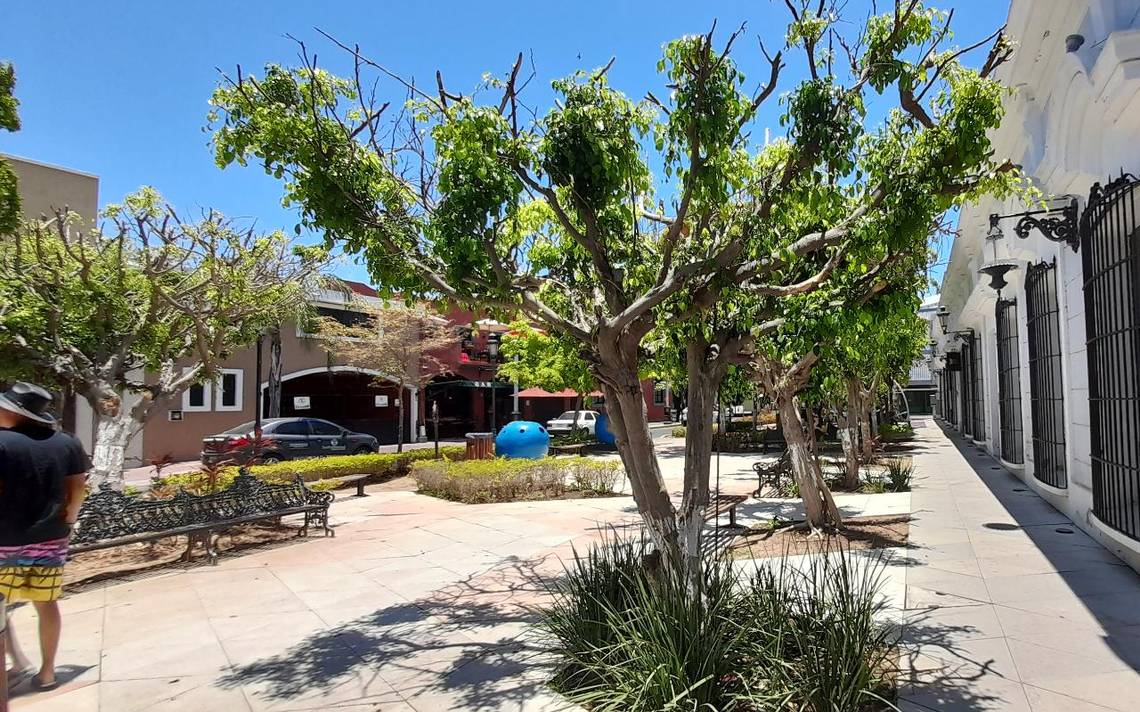 Sabías que si cortas un árbol sin autorización puedes ir a la cárcel - El  Sol de Mazatlán | Noticias Locales, Policiacas, sobre México, Sinaloa y el  Mundo