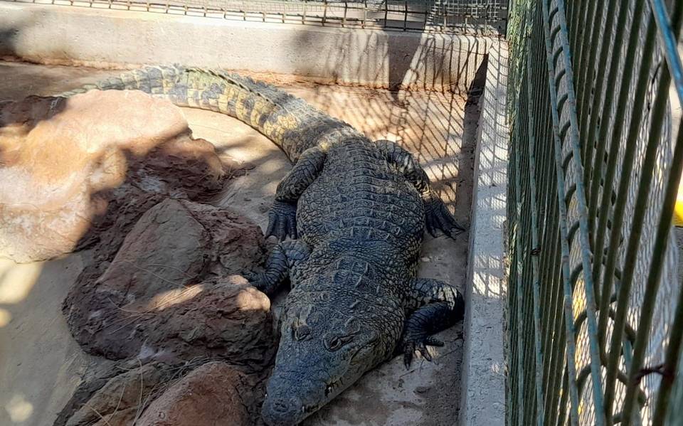 Alerta en Mazatlán: Cocodrilos salen fuera de su hábitat - El Sol de  Mazatlán | Noticias Locales, Policiacas, sobre México, Sinaloa y el Mundo