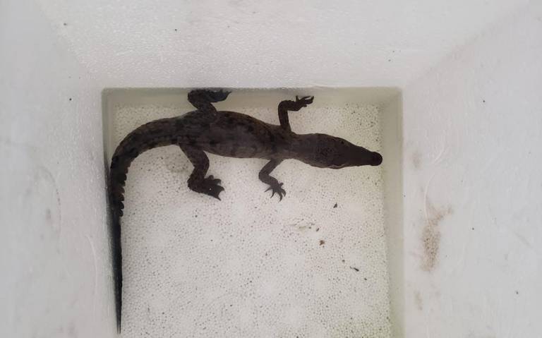 Cría de cocodrilo Narigudo es capturado y llevado al Acuario Mazatlán - El  Sol de Mazatlán | Noticias Locales, Policiacas, sobre México, Sinaloa y el  Mundo
