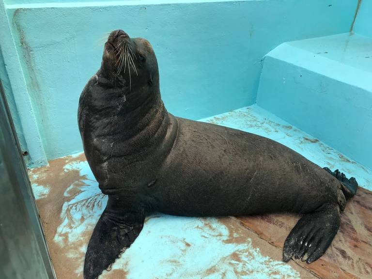 Colisiones podría ser causa de muerte de lobos marinos - El Sol de Mazatlán  | Noticias Locales, Policiacas, sobre México, Sinaloa y el Mundo