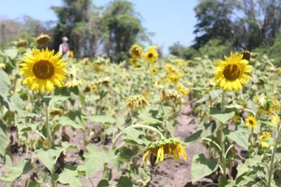 Al rescate de los ecosistemas mazatleca siembra campo de girasoles - El Sol  de Mazatlán | Noticias Locales, Policiacas, sobre México, Sinaloa y el Mundo