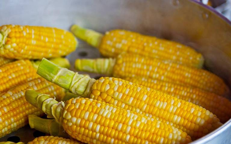 Registran agricultores una disminución de casi el 50% en el precio del elote  - El Sol de Mazatlán | Noticias Locales, Policiacas, sobre México, Sinaloa  y el Mundo