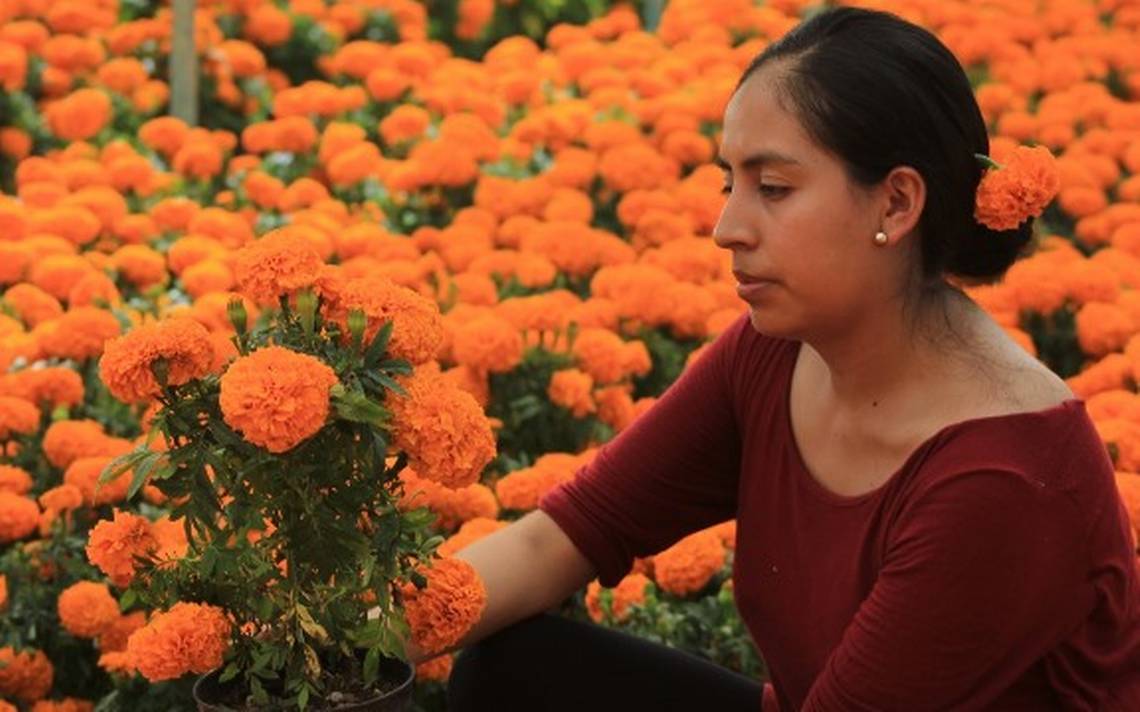 Celebran en Mazatlán con la flor de muerto: tradición del 2 de noviembre -  El Sol de Mazatlán | Noticias Locales, Policiacas, sobre México, Sinaloa y  el Mundo