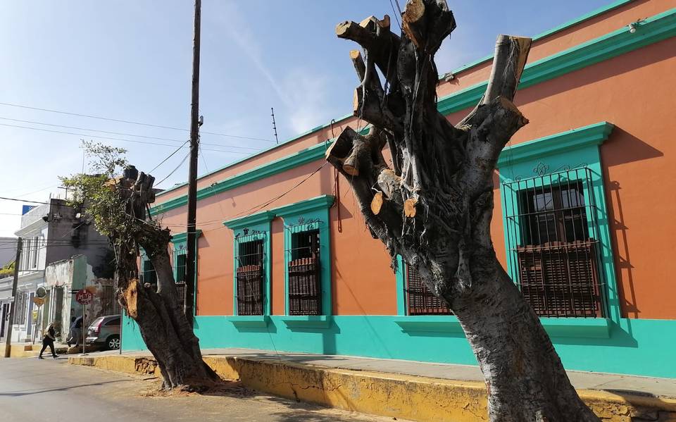 Ecología debe aclarar si dio autorización para la poda de árboles en el  Centro - El Sol de Mazatlán | Noticias Locales, Policiacas, sobre México,  Sinaloa y el Mundo