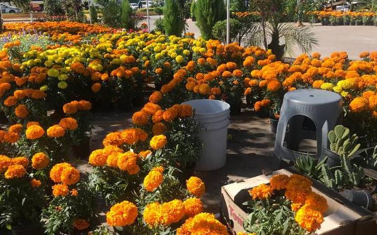 Aumentan 50% la venta de flores de cempasúchil en Mazatlán - El Sol de  Mazatlán | Noticias Locales, Policiacas, sobre México, Sinaloa y el Mundo