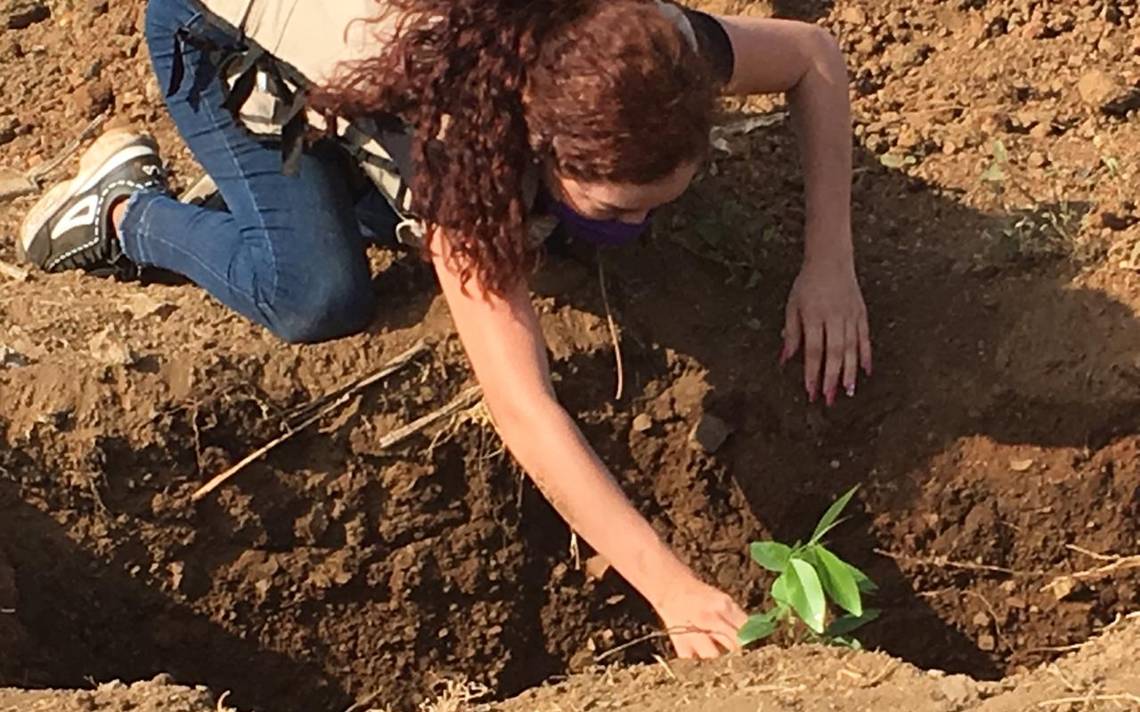 Plantar árboles “erróneos” dañó infraestructura urbana - El Sol de Mazatlán  | Noticias Locales, Policiacas, sobre México, Sinaloa y el Mundo