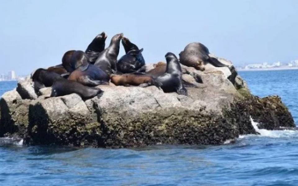 Llegan lobos californianos a la bahía mazatleca - El Sol de Mazatlán |  Noticias Locales, Policiacas, sobre México, Sinaloa y el Mundo