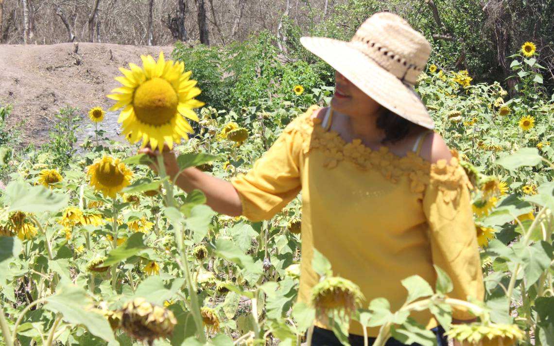 Al rescate de los ecosistemas mazatleca siembra campo de girasoles - El Sol  de Mazatlán | Noticias Locales, Policiacas, sobre México, Sinaloa y el Mundo