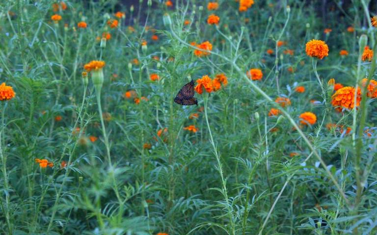 Con flores de cempasúchil, Michel Esparza busca conservar la biodiversidad  y honrar a los muertos - El Sol de Mazatlán | Noticias Locales, Policiacas,  sobre México, Sinaloa y el Mundo